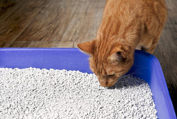 The Best Litter Boxes for Multiple Cats
