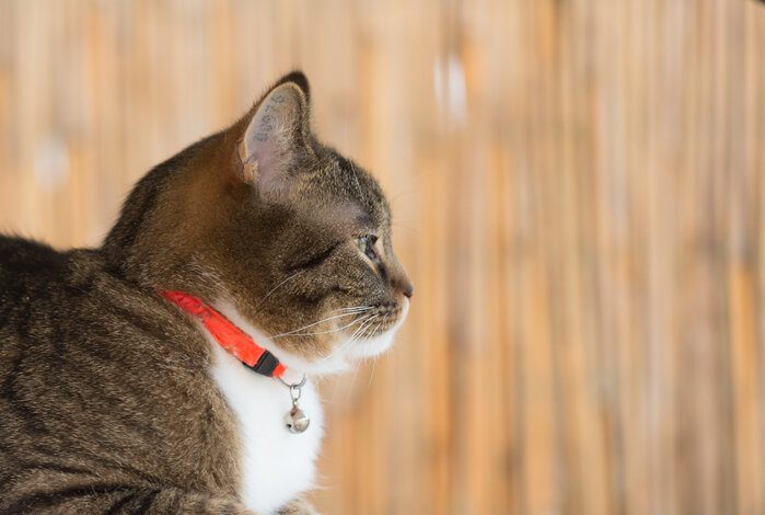 The Best Reflective Cat Collars For After-Dark Visibility