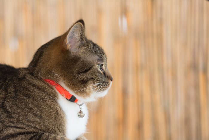 Best reflective cat store collar