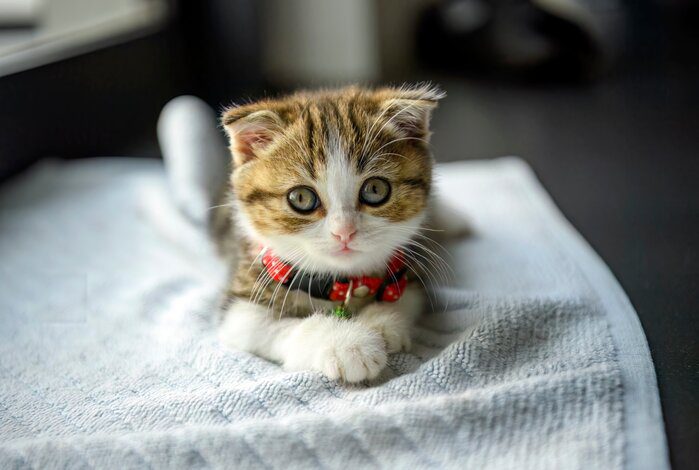 The Best Kitten Collars To Fit Your Tiny Little Kitty-Cat