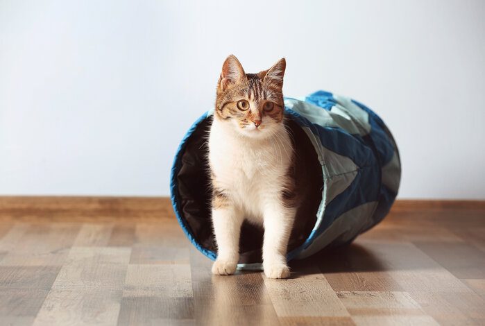 The Best Cat Tunnels To Nurture Their Playful Side