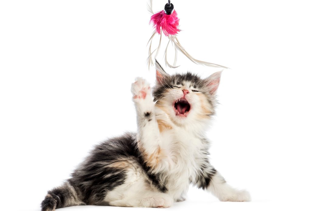 The Best Kitten Toys To Nurture A Fun-Loving Personality From A Young Age
