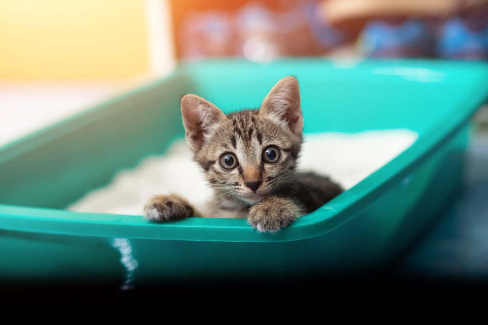 The 5 Best Odor Control Litter Boxes For Stinky Kitties