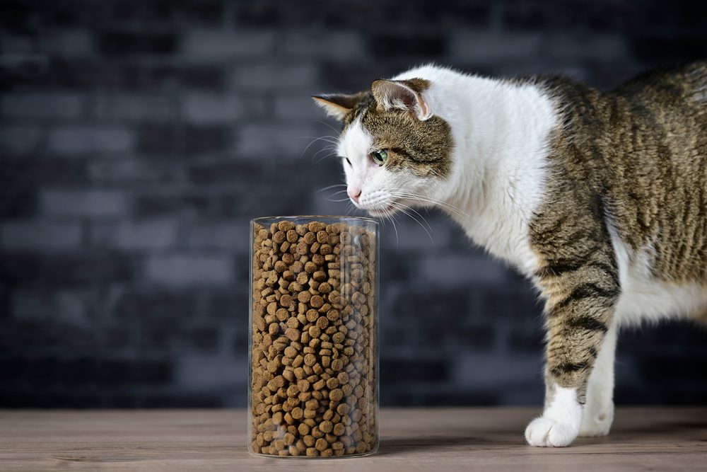 Discover the 5 Best Cat Food Storage Bins For The Freshest Feline Meals