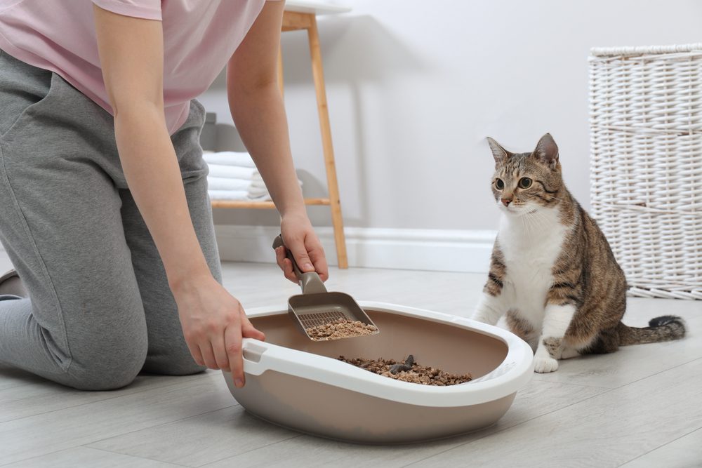Discover The 5 Best Cat Litter Scoops Online Now