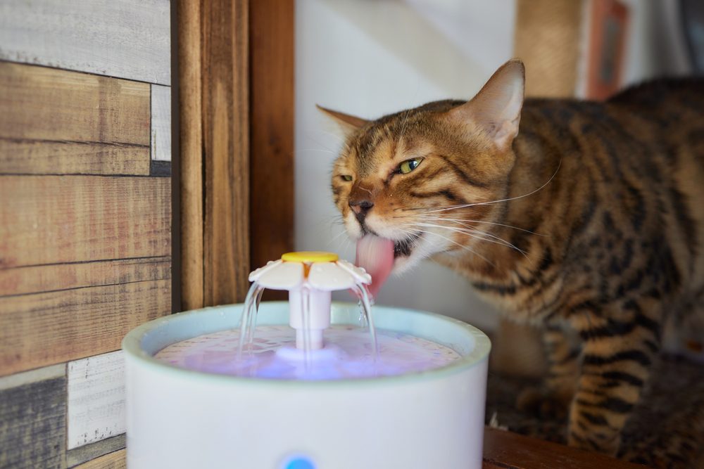 The 5 Best Cat Fountains for Fresh Tasting Water