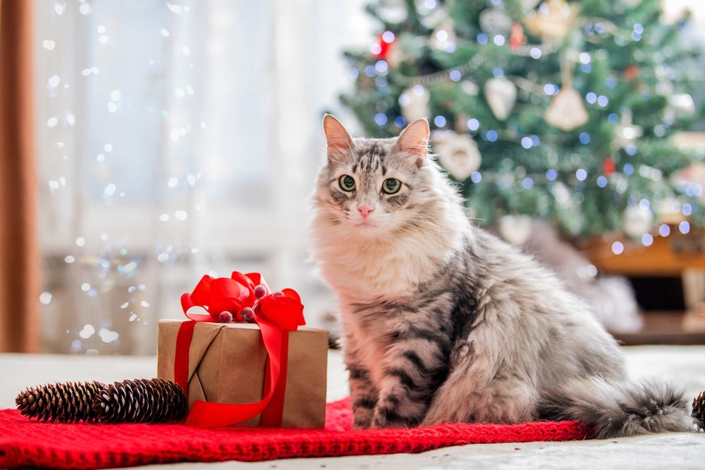 The 5 Best Funny Cat Gifts To Brighten Your Day