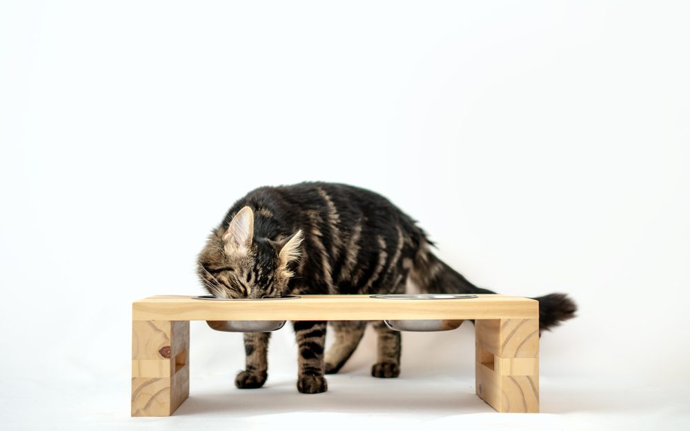 The 5 Best Elevated Cat Bowls to Benefit Overall Health