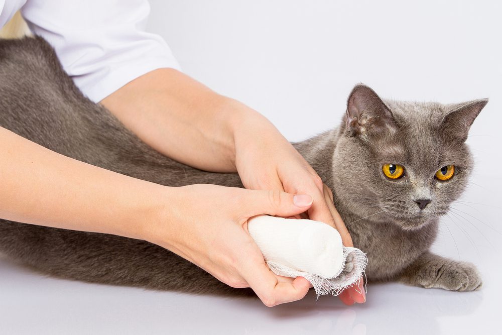 The 5 Best Bandages for Cats After Injury or Surgery