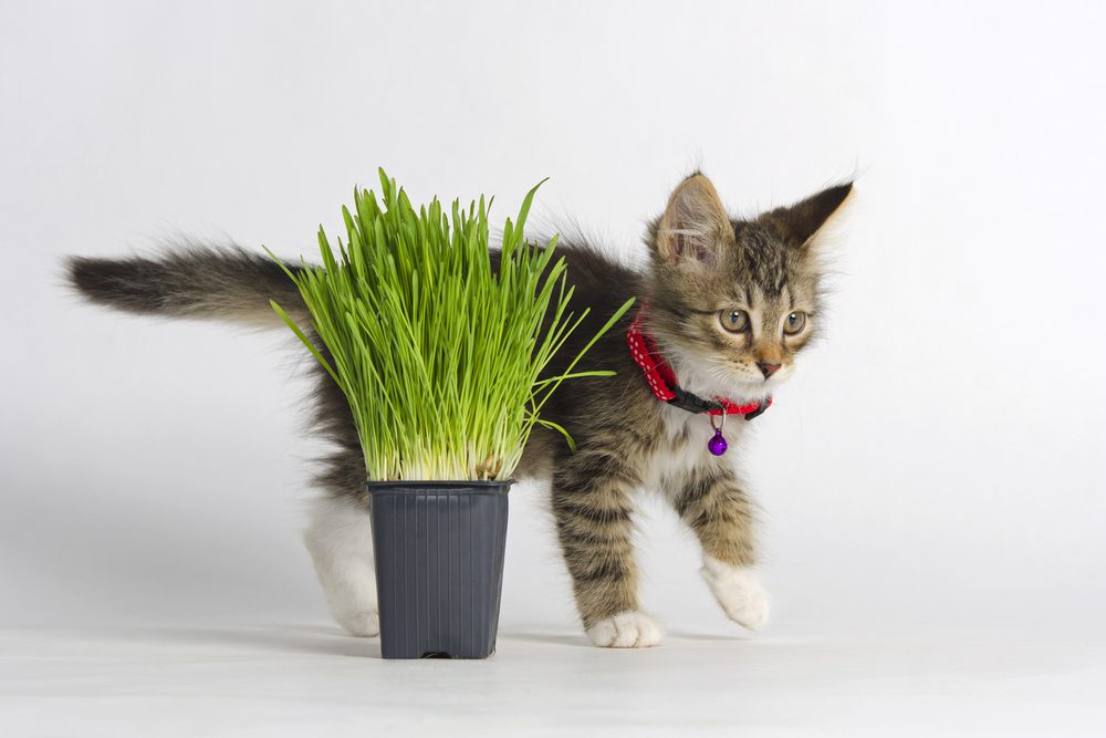 5 Of The Best Cat Grasses For Kitties That Love To Graze
