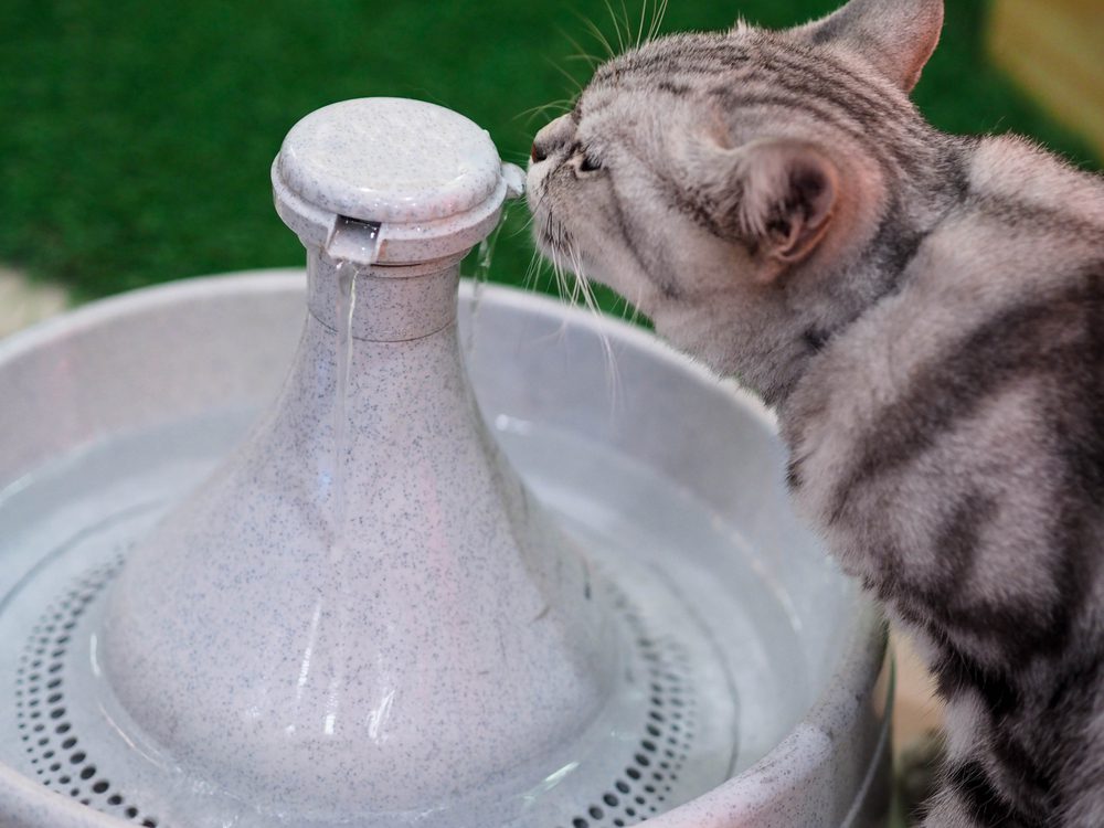 The 5 Best Ceramic Cat Water Fountains To Keep Your Kitty Hydrated