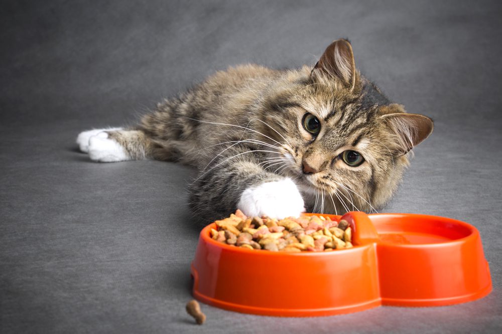 The Best Dry Cat Foods For Felines With A Sensitive Stomach