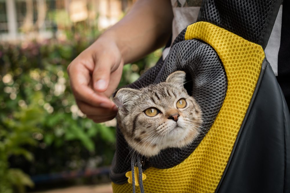 The 5 Best Cat Slings for Taking Your Cat Anywhere