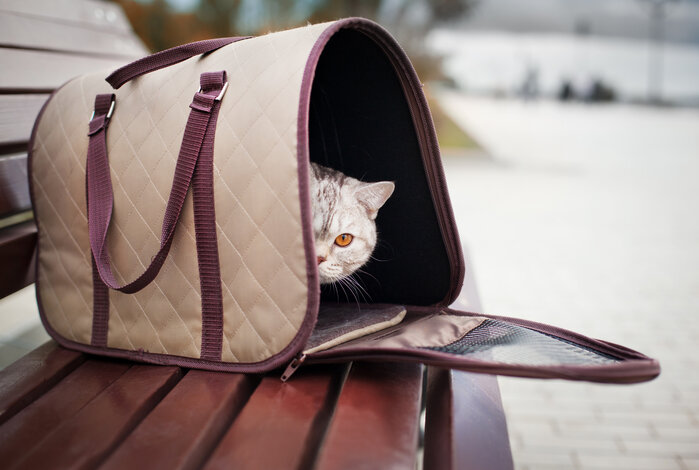 Save Space With the Best Collapsible Cat Carrier Available Online