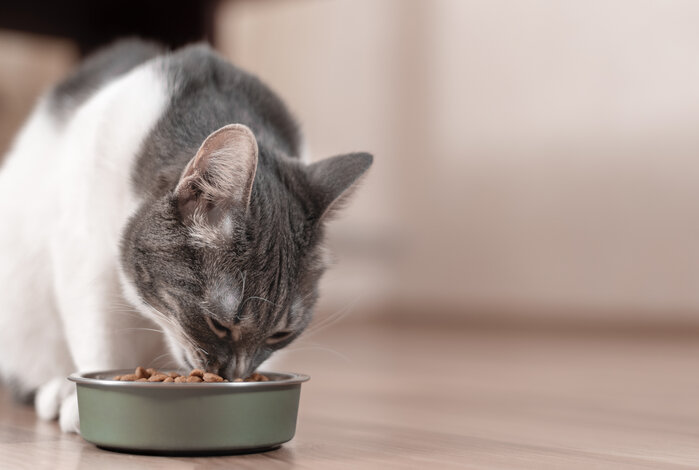 The Best Cat Food Brands To Make Sure Your Kitty's Got The Cream