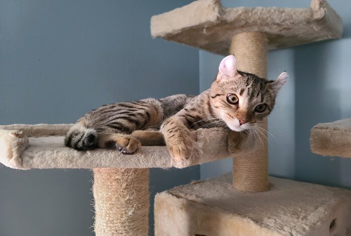 Encourage An Active Lifestyle With The Best Cat Jungle Gyms