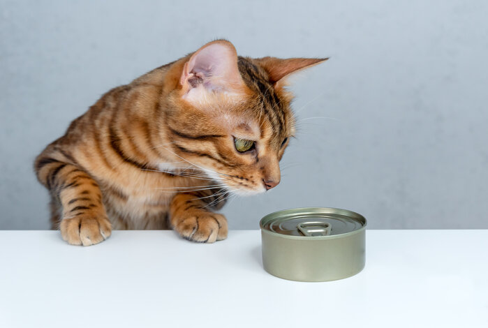 The Best Wet Cat Food For A Nutritionally-Complete Meal