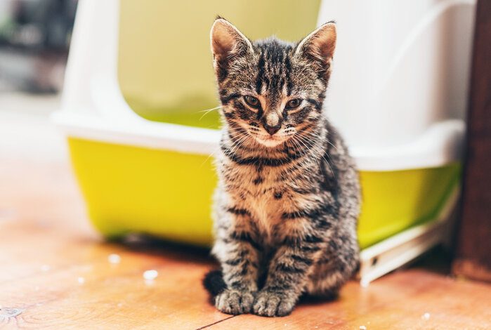 The Best Disguised Cat Litter Boxes To Streamline Your Interiors