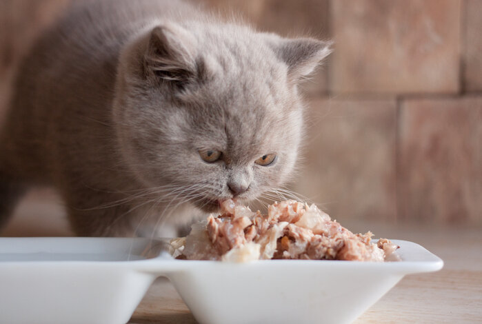 Discover The Best Canned Cat Food for Finicky Feline Friends