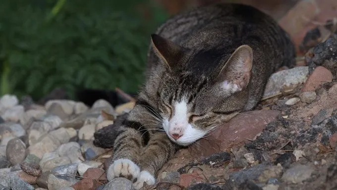 cat lying on rocks