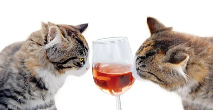 cats-alcohol-toxic