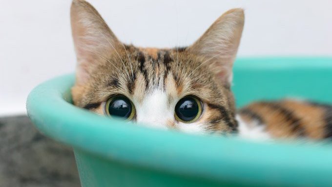 shy cat hiding in bin