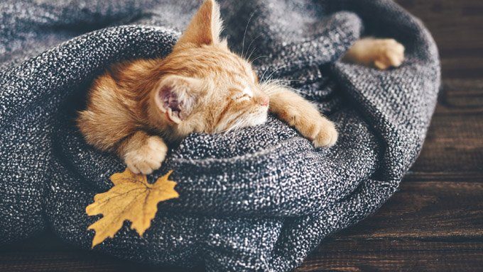 kitten wrapped in blanket