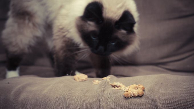 cat with hairball