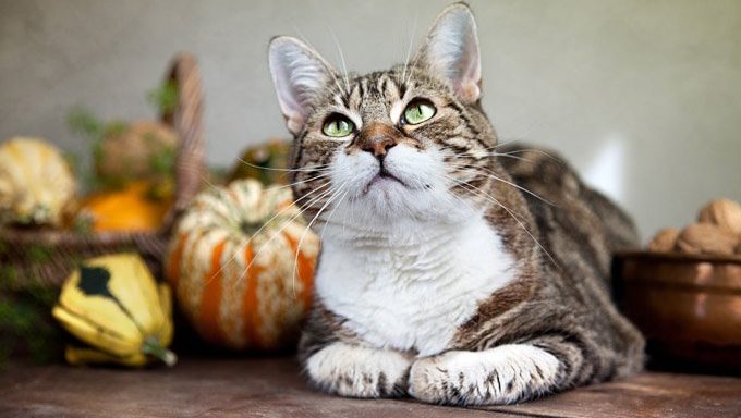cat lying in front of fall decorations