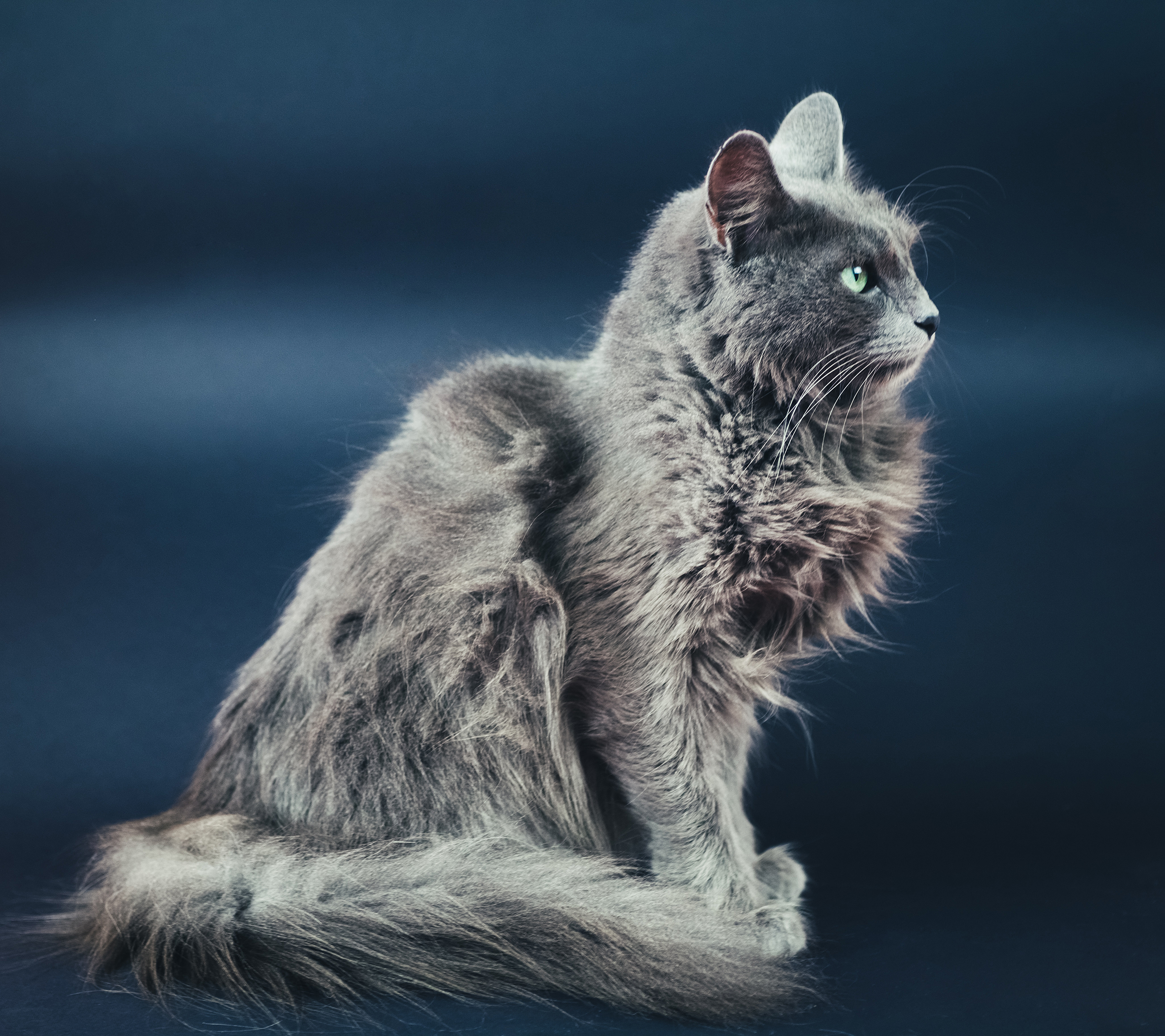 Nebelung Cat Breed Information Characteristics