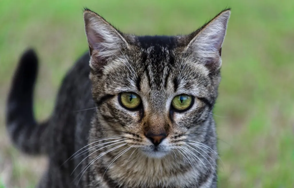 A close-up of a Chinese Li Hua Cat, also known as Dragon Li, with bright green eyes.