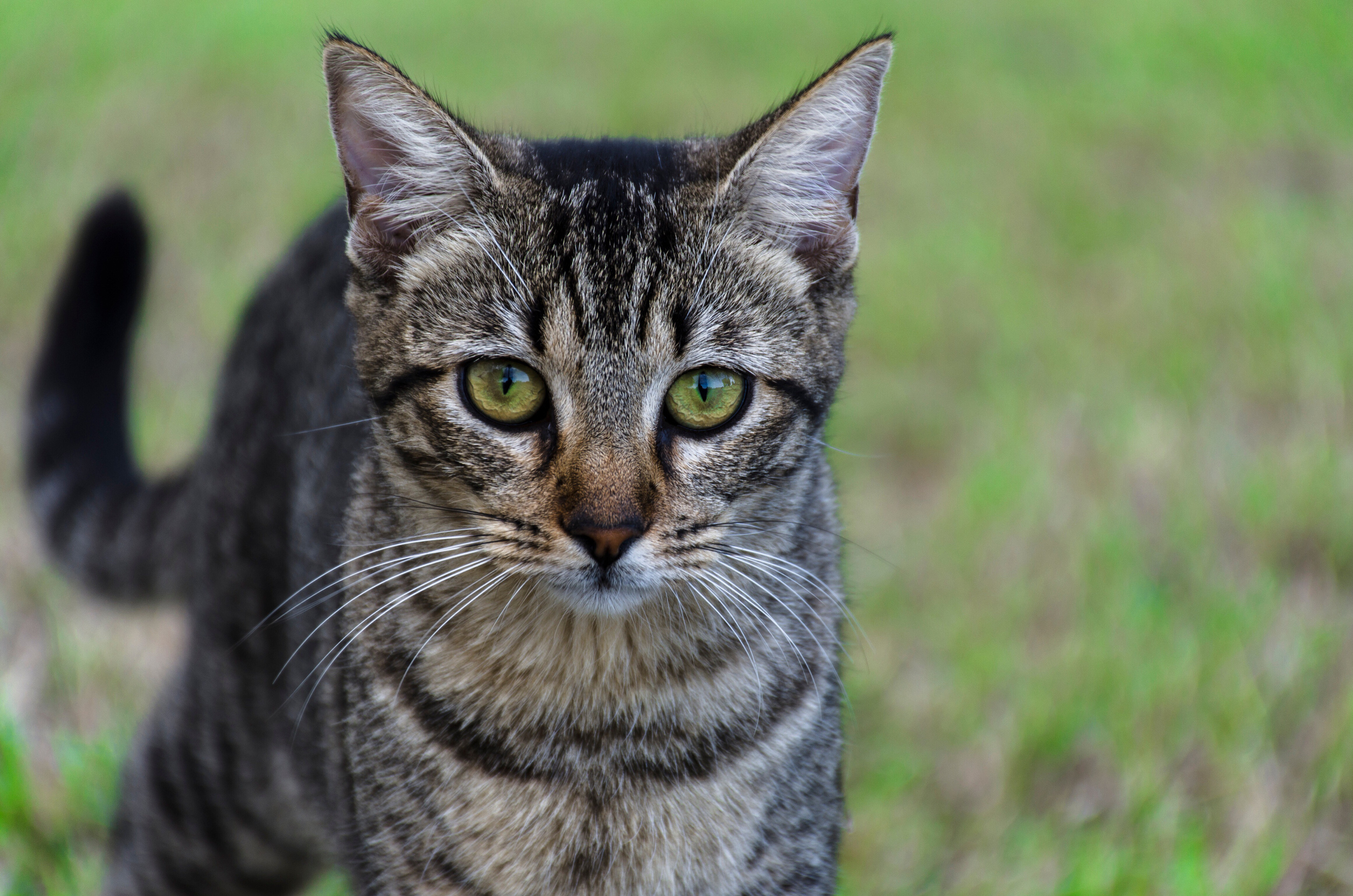 Chinese Li Hua Cat Breed Information Characteristics