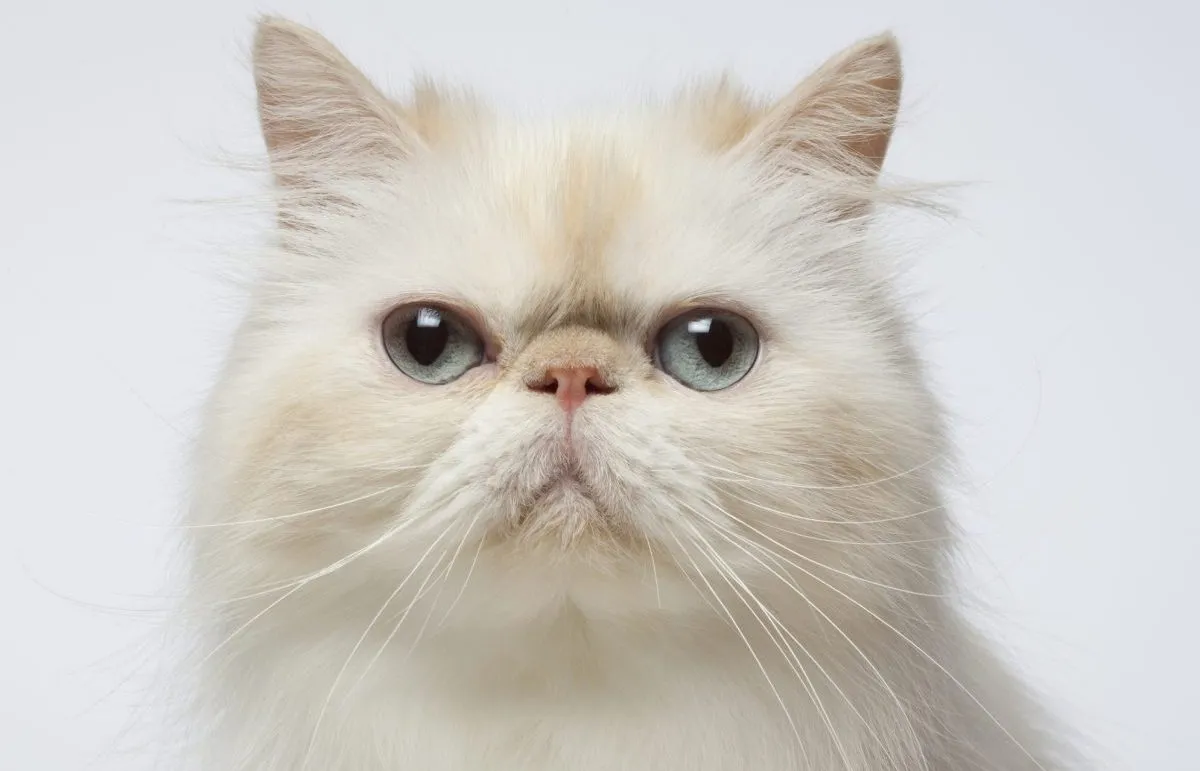 Persian best sale cat face