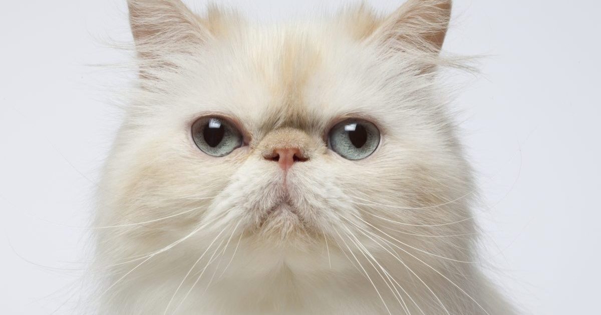 A close-up of a white and cream colored Persian cat.