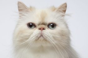 A close-up of a white and cream colored Persian cat.