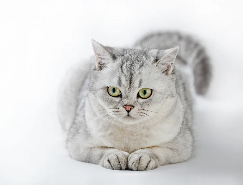 British shorthair cat with deep green eyes