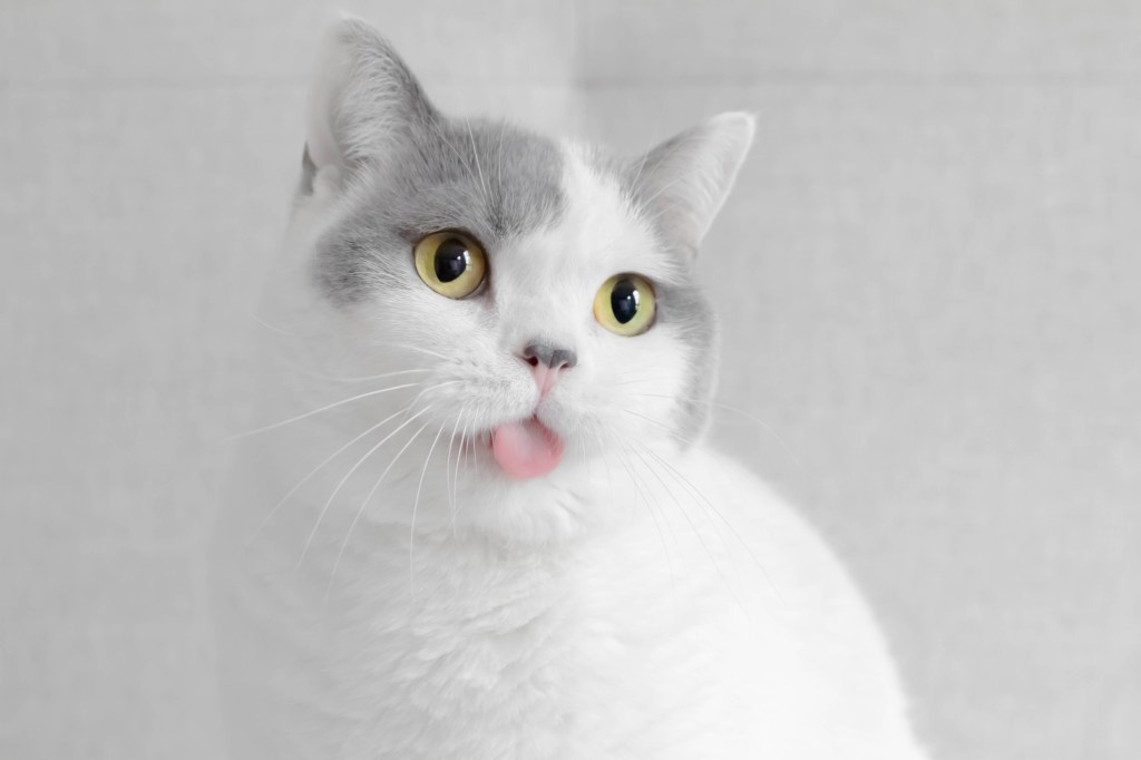 silly british shorthair cat with tongue sticking out