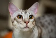 A silver Ocicat with adorably large ears looking beyond the camera.