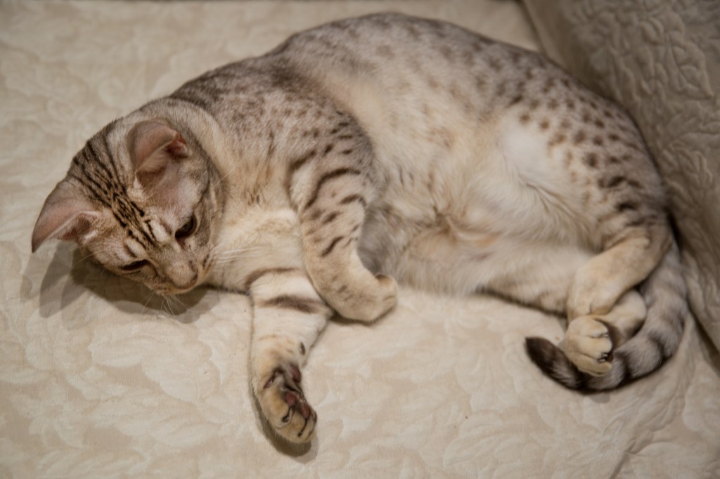A silver Ocicat lounging. 