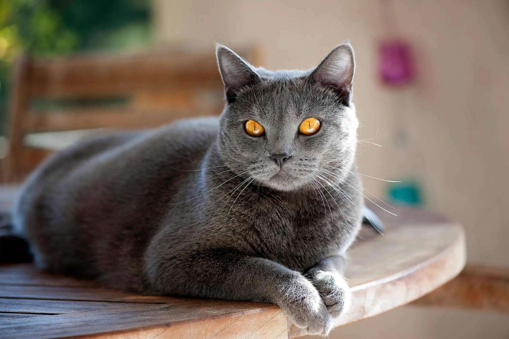 Chartreux Cat Breed Information & Characteristics