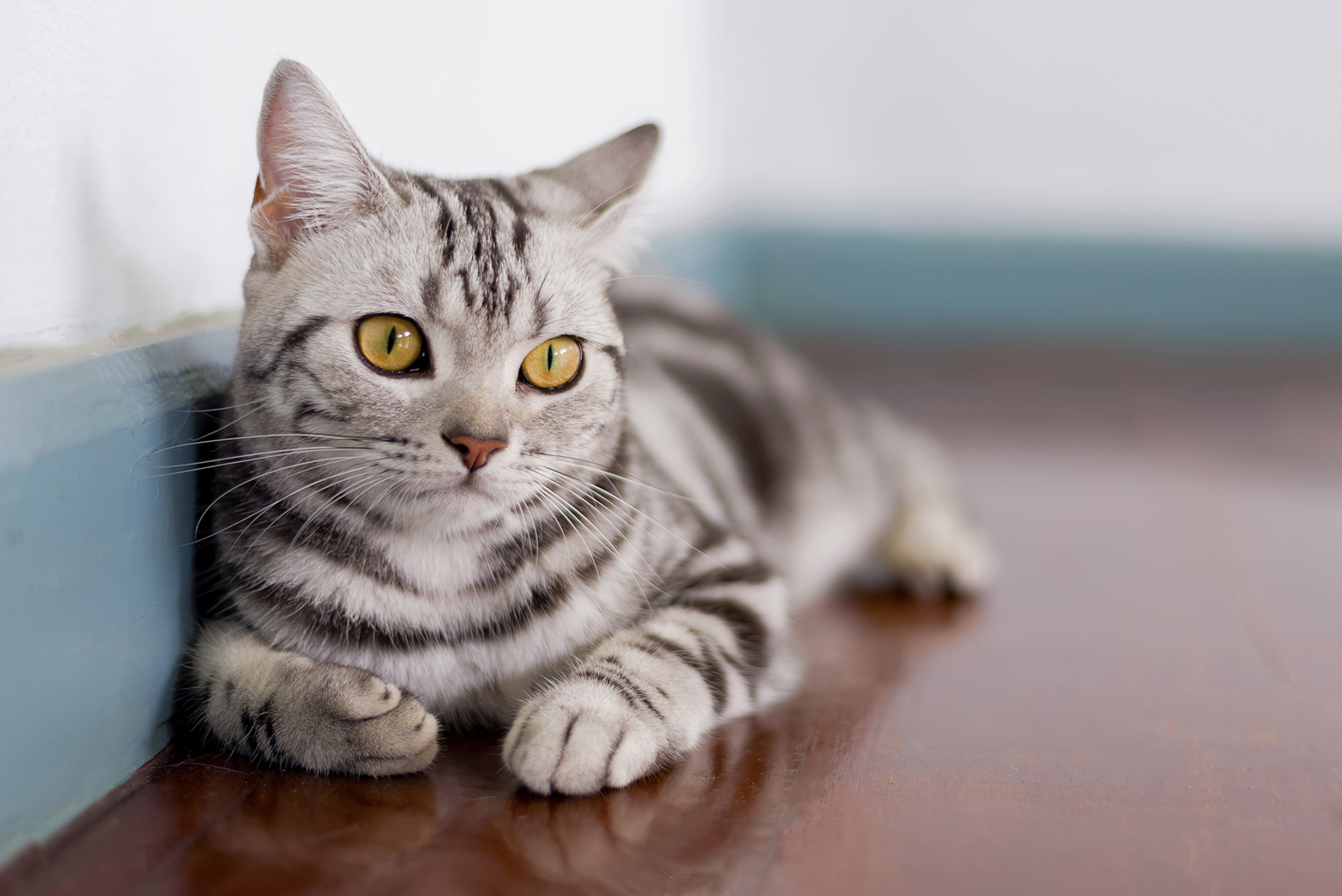 American Shorthair Cat Breed Information & Characteristics