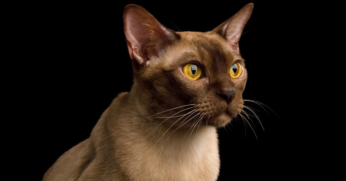 A chocolate Burmese cat with amber eyes.