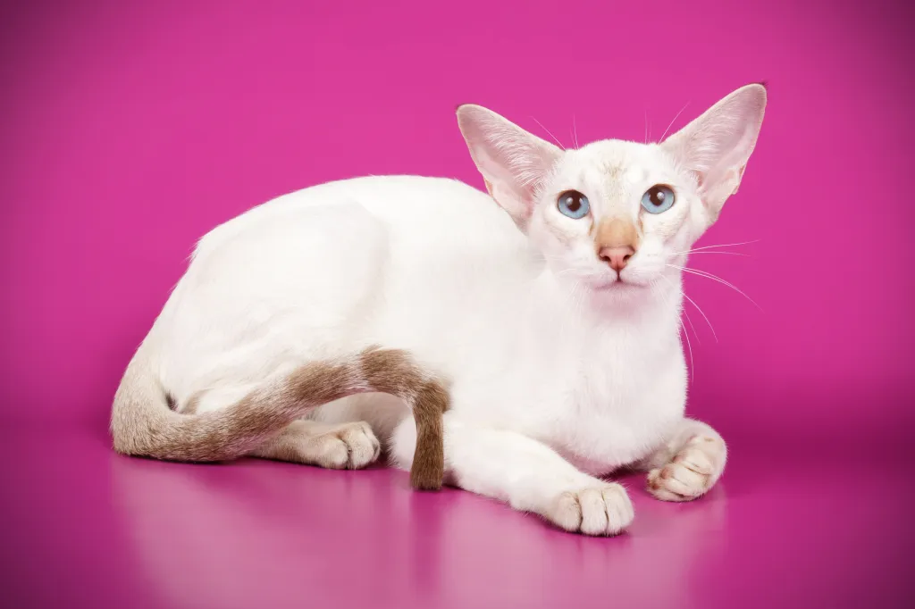 Siamese Cat on pink background