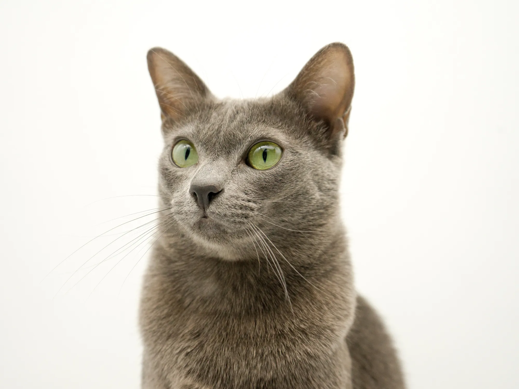 Korat Cat Breed Information & Characteristics