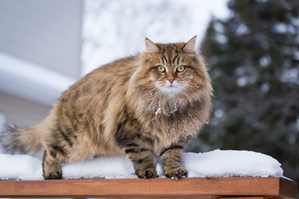 Siberian cat perched on a snow-covered ledge.