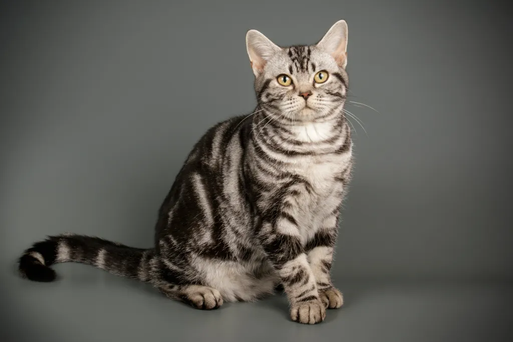 American Shorthair Cat Breed Information & Characteristics