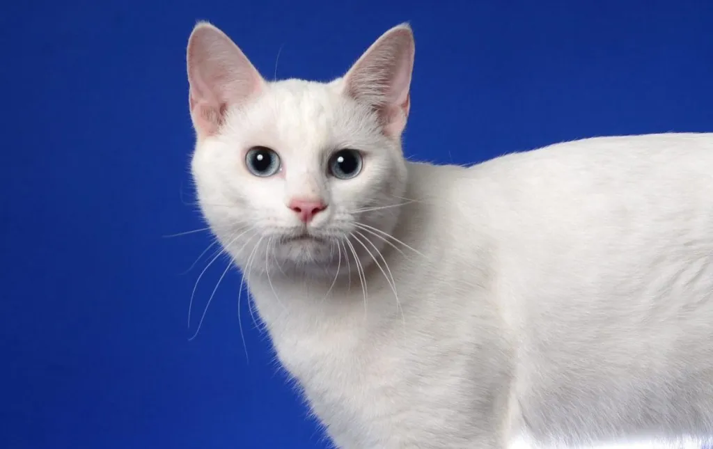 A close-up of a white Japanese Bobtail with blue eyes against a cobalt blue background.