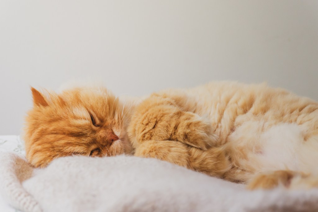 Persian Cat Breed Information Characteristics Persian Cat Breed Information Characteristics
