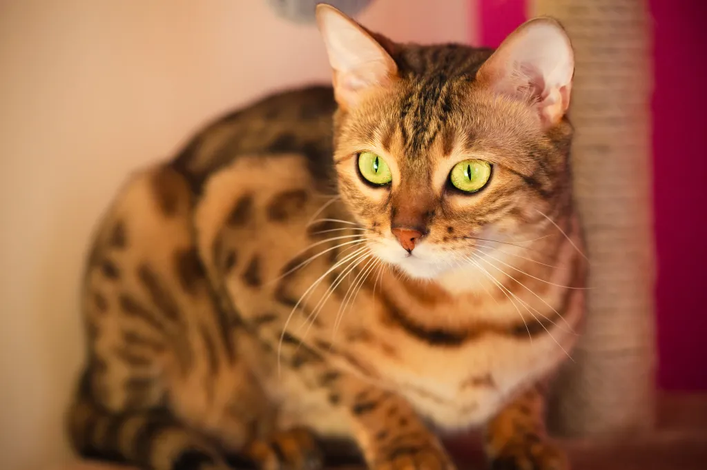 fierce looking bengal cat