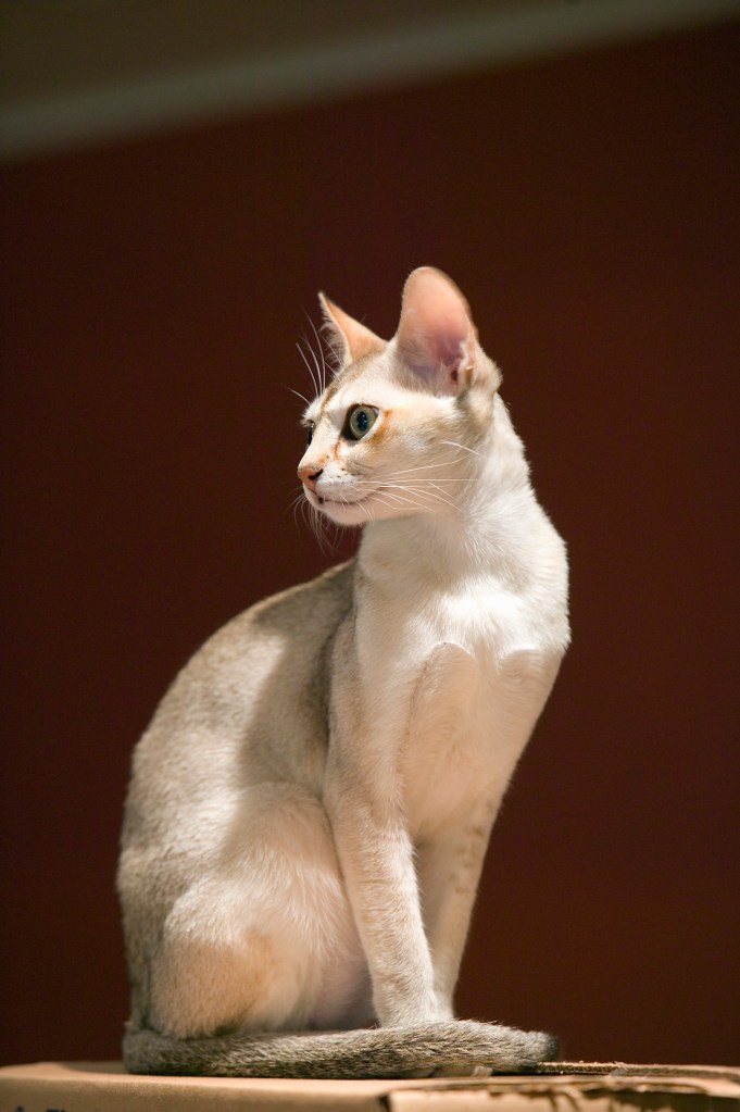 A full body shot of a Singapura cat looking over their shoulder. 